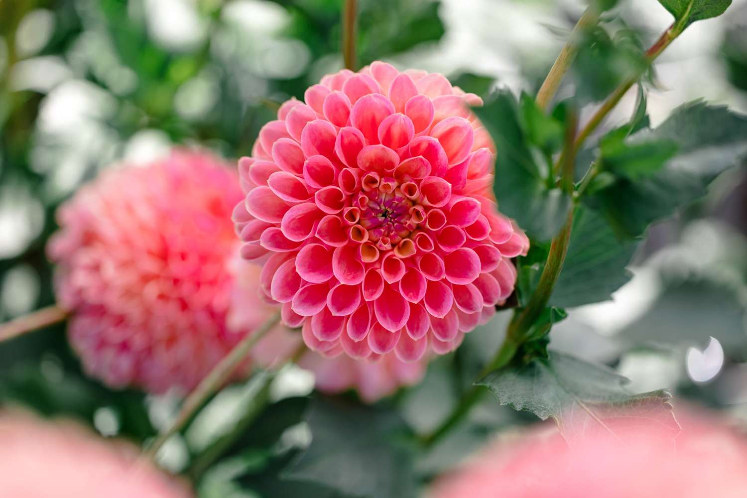 Dahlie 'Jowey Winnie'